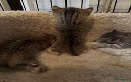 Savannah cats for sale: Beautiful little leopard Savannah  - Advert 15