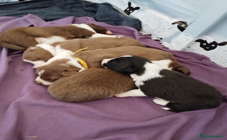 Border Collie dogs - Advert 13