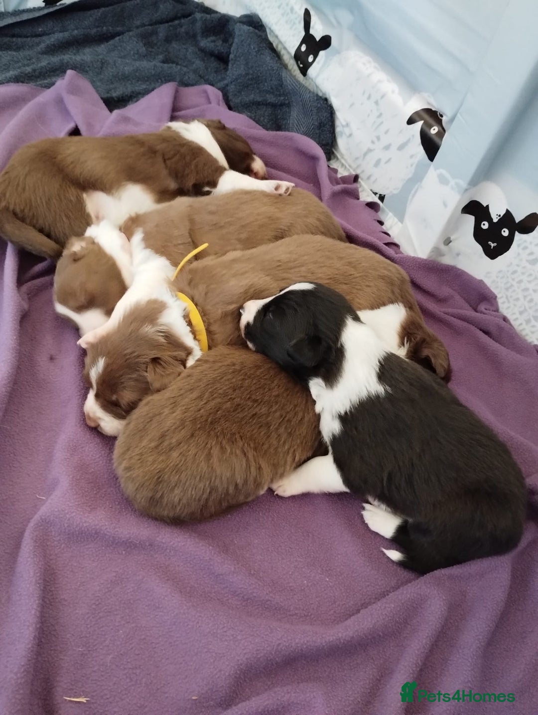 Border Collie dogs for sale: Red and white border collie/Sheepdog Pups - Image 1