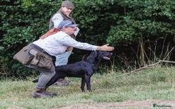 Labrador Retriever dogs for stud: FTCH sired superb lines absolute gent  in Droitwich - Image 13