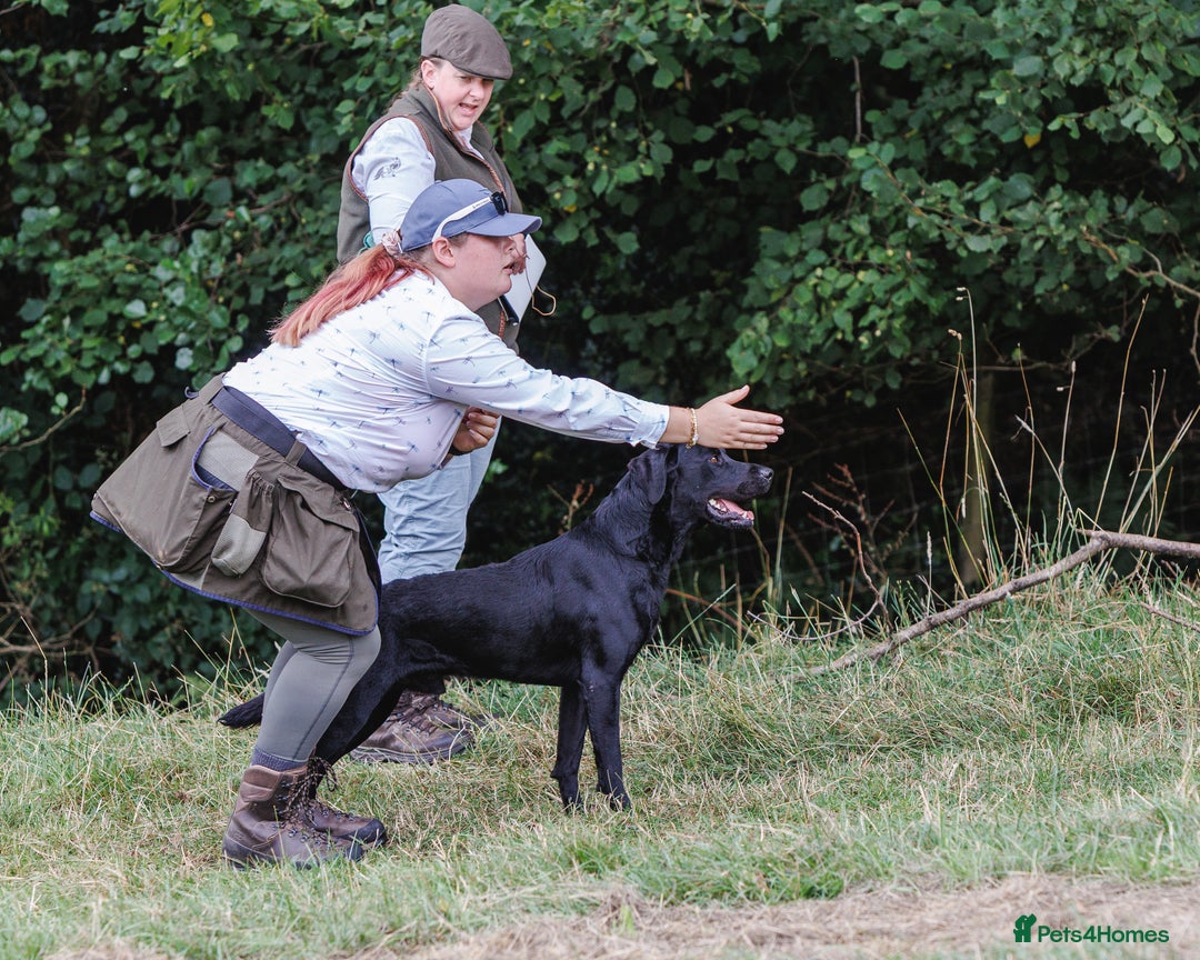 Labrador Retriever dogs for stud: FTCH sired superb lines absolute gent  in Droitwich - Image 13