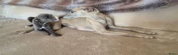 Whippet dogs for sale: Whippet puppies (small) blue, boys - Advert 7
