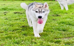 Siberian Husky dogs for sale: Beautiful Siberian Husky - Image 2