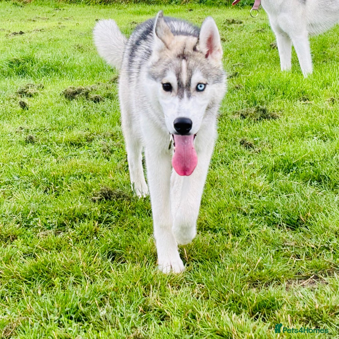 Siberian Husky dogs for sale: Beautiful Siberian Husky - Image 2