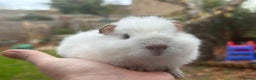 Guinea Pig rodents for sale: Male guinea pigs - Advert 1