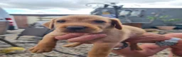 Mixed Breed dogs for sale: Viszlador puppies  - Advert 12
