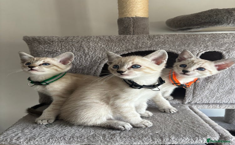 Siamese cats - Advert 2