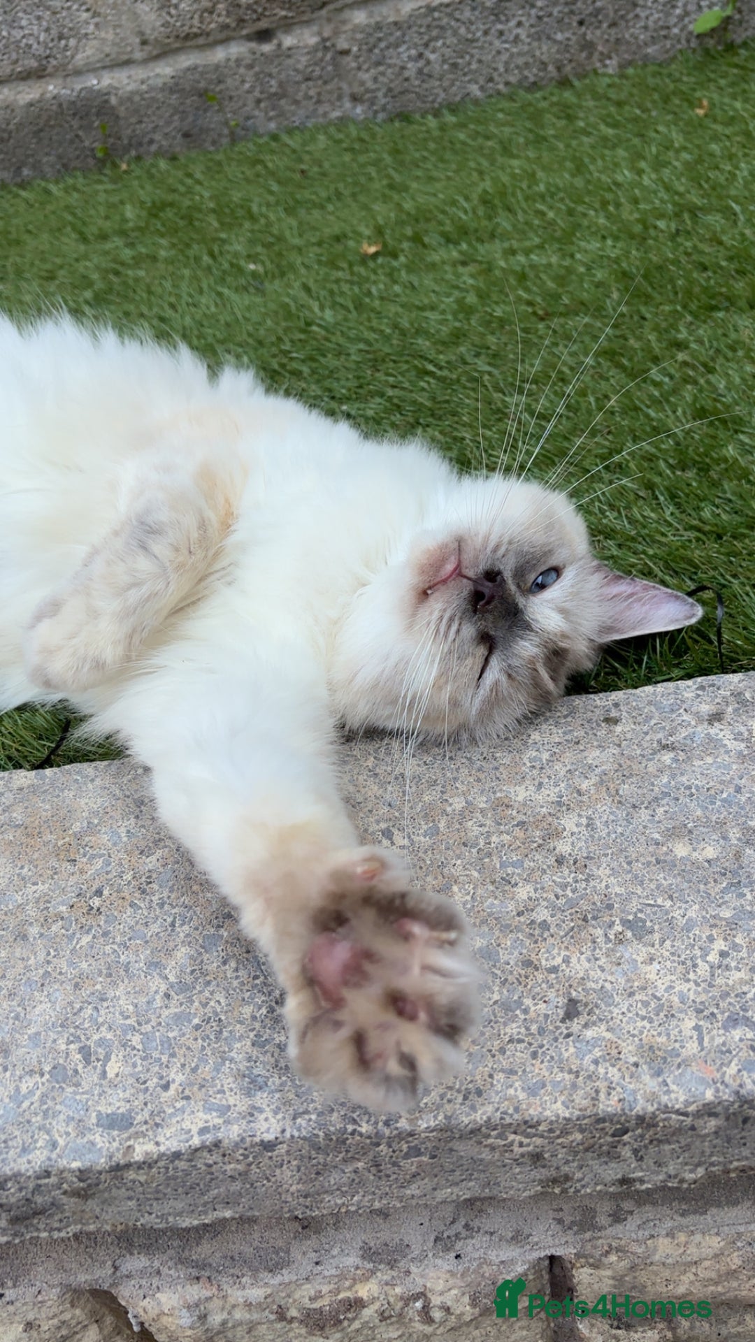 Ragdoll cats for sale: Gorgeous ragdoll cross kittens  - Image 8