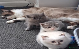 Ragdoll cats for sale: Ragdoll mix kittens  - Image 5