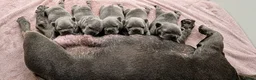 French Bulldog dogs for sale: Exceptional KC French Bulldog Puppies - Advert 18