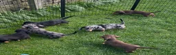 Dachshund dogs for sale: 4 KC Standard Long Haired Dachshund Puppies - Advert 2