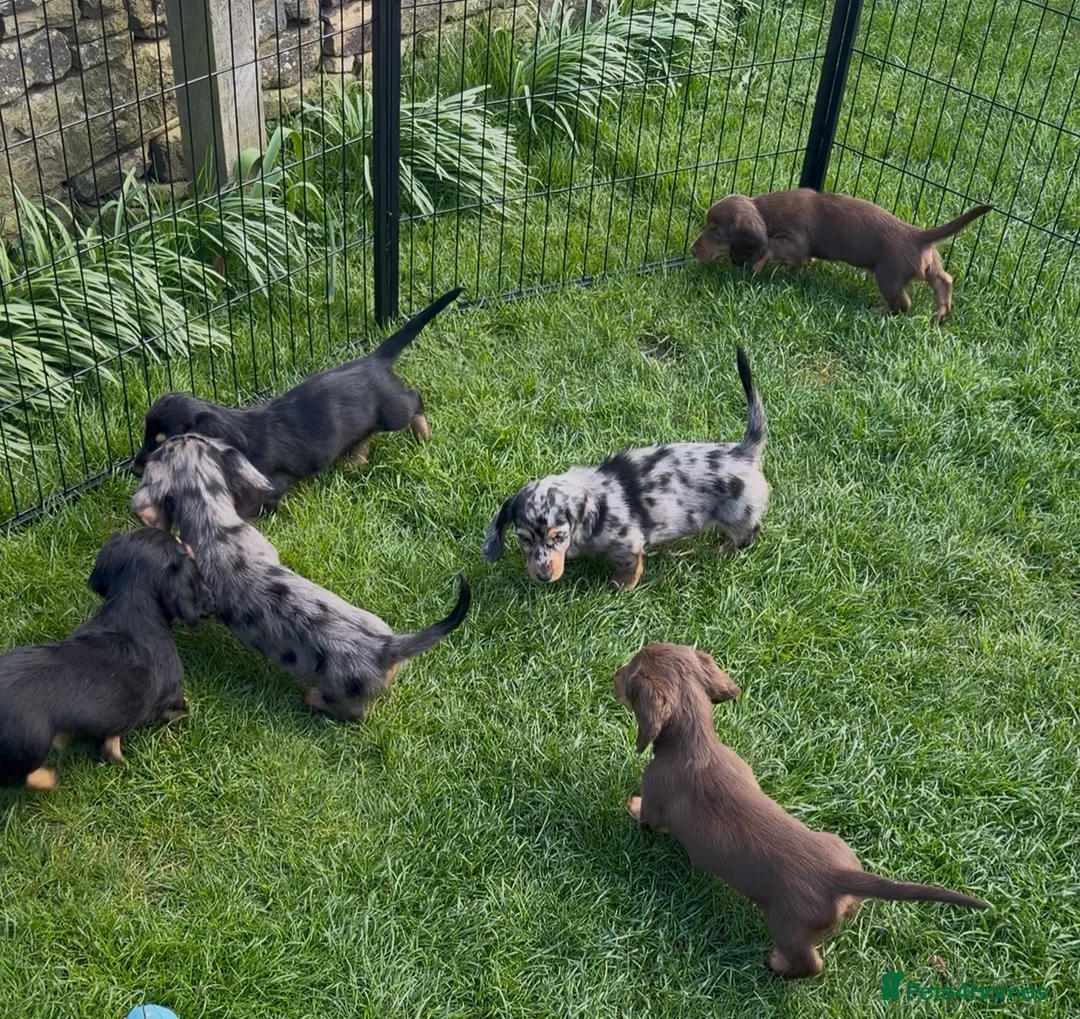 Dachshund dogs for sale: 4 KC Standard Long Haired Dachshund Puppies - Advert 2