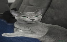 Russian Blue cats for sale: Pedigree Blue Russian kittens Gccf  - Image 9