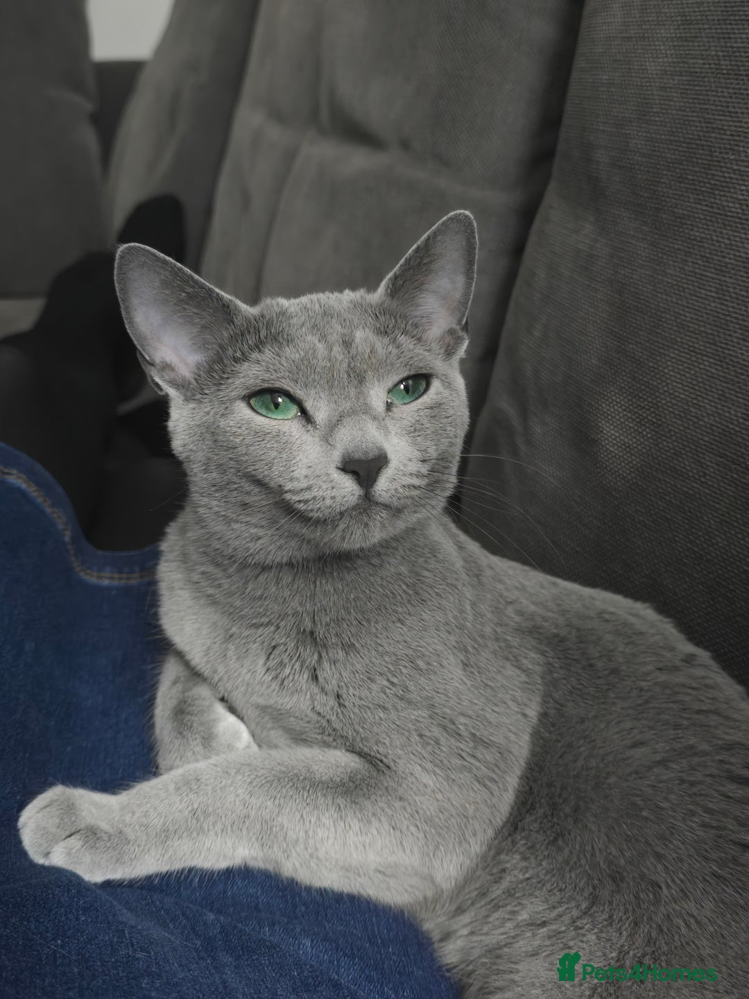 Russian Blue cats for sale: Pedigree Blue Russian kittens Gccf  - Image 9