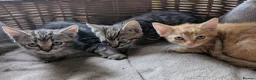 Domestic Shorthair cats for sale: Gorgeous kittens - Advert 9