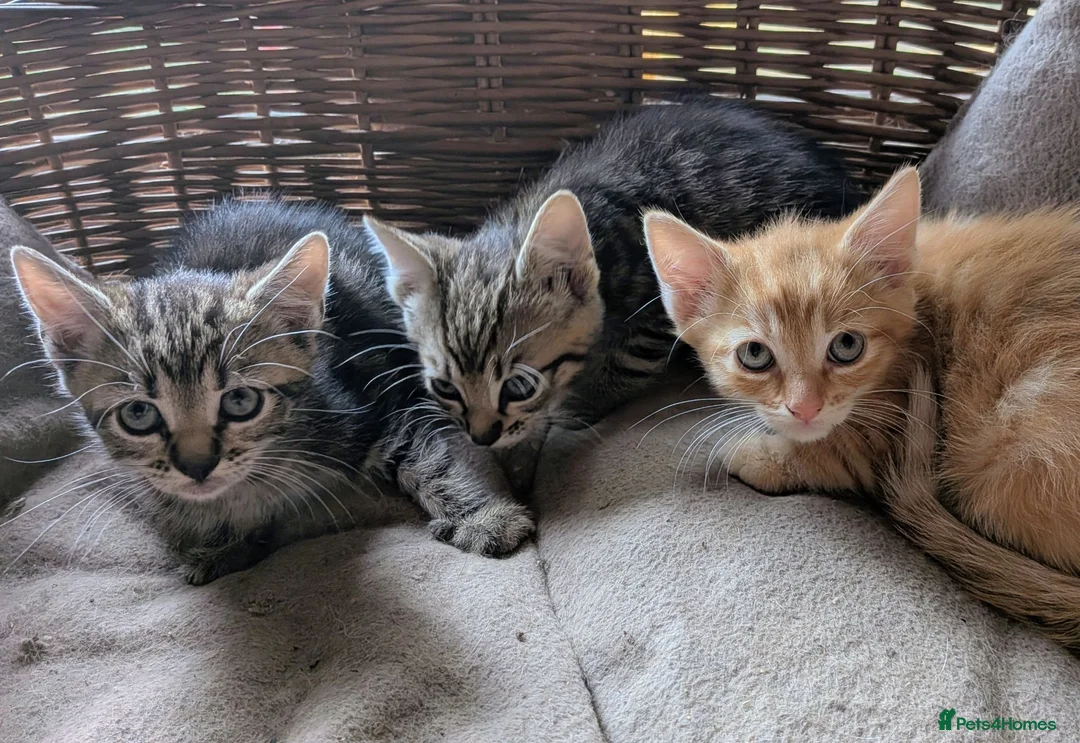 Domestic Shorthair cats for sale: Gorgeous kittens - Advert 9