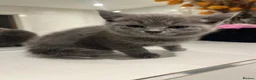 British Shorthair cats for sale: Beautiful Grey Male British Shorthair Kitten 🩶 - Advert 4