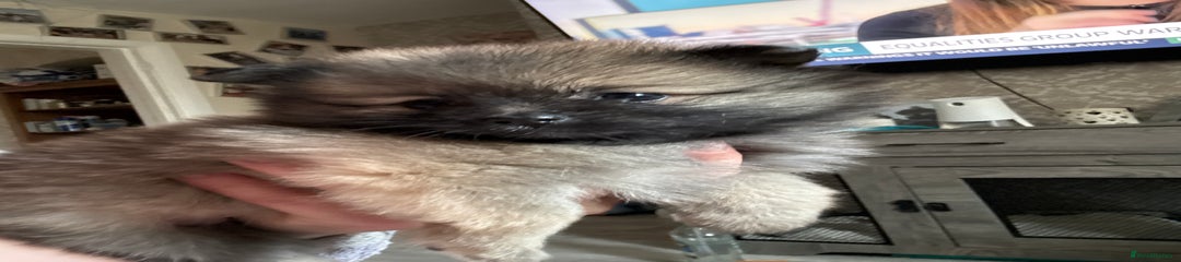 Pomeranian Puppy 4