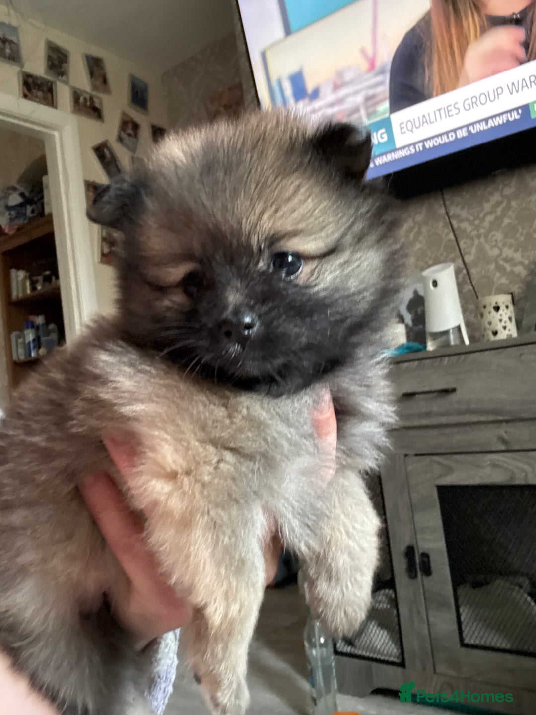 Pomeranian dogs for sale: STUNNING mini Pomeranians  - Image 17