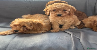 Cavapoo dogs - Advert 7