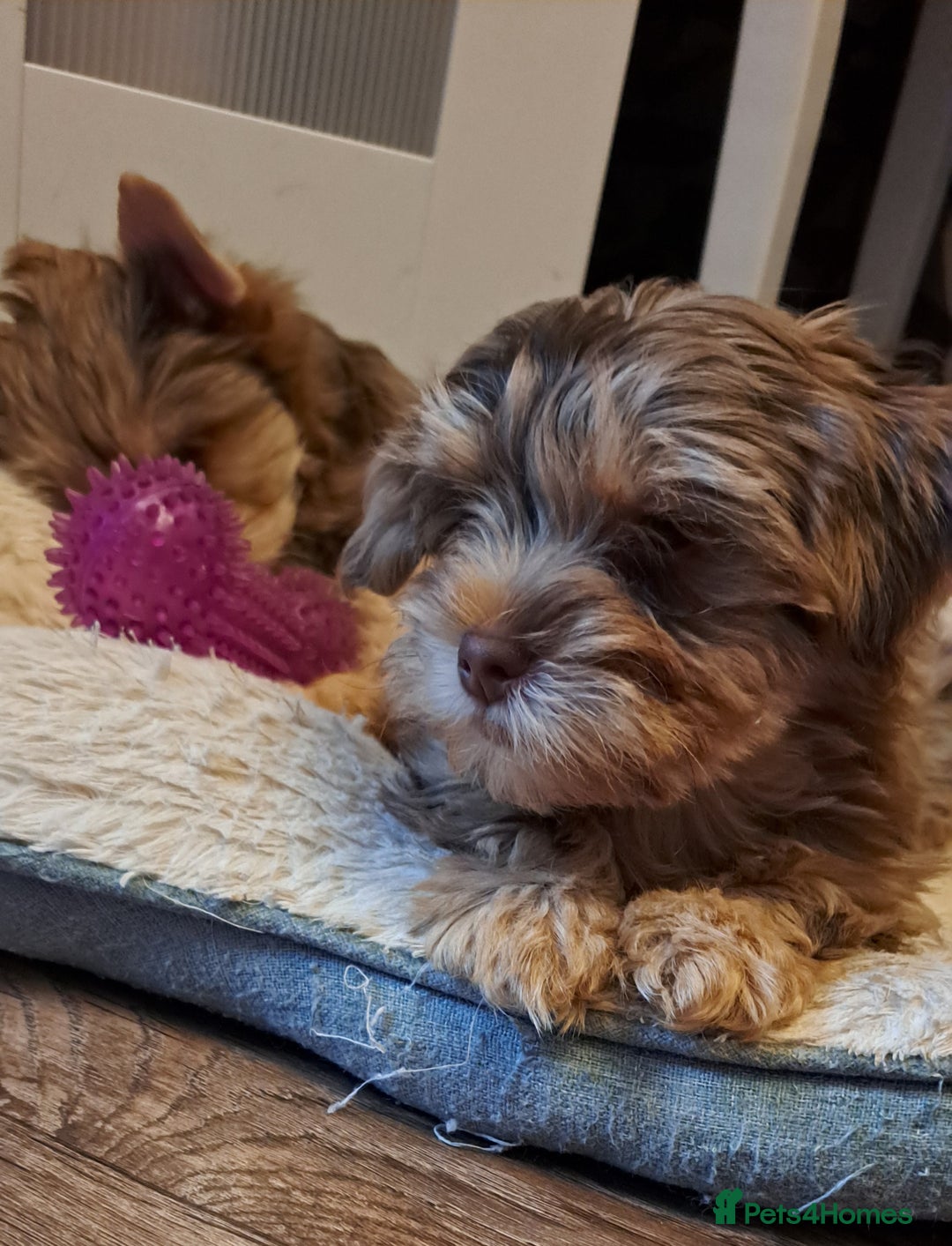 Yorkshire Terrier dogs for sale: 1 Boy & 3 Girls with Unique Coats - Advert 25
