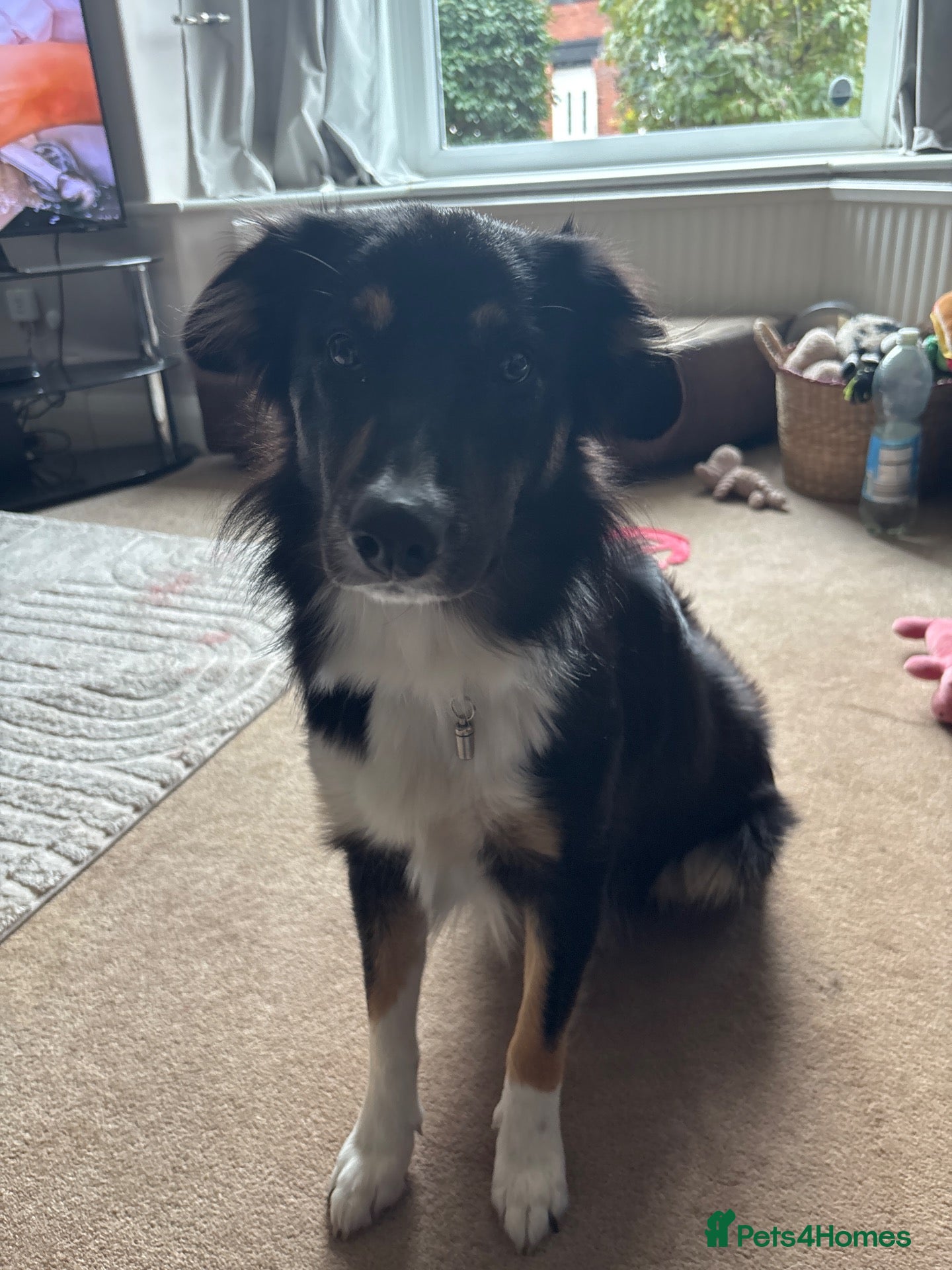 Border Collie dogs Border collie for re home - Advert 2