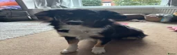 Border Collie dogs for sale: Border collie for re home in Rochdale - Advert 1
