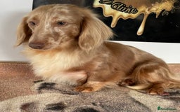 Miniature Dachshund dogs for sale: Stunning Kc Reg Long Hair Mini Dachshund puppies  - Image 14