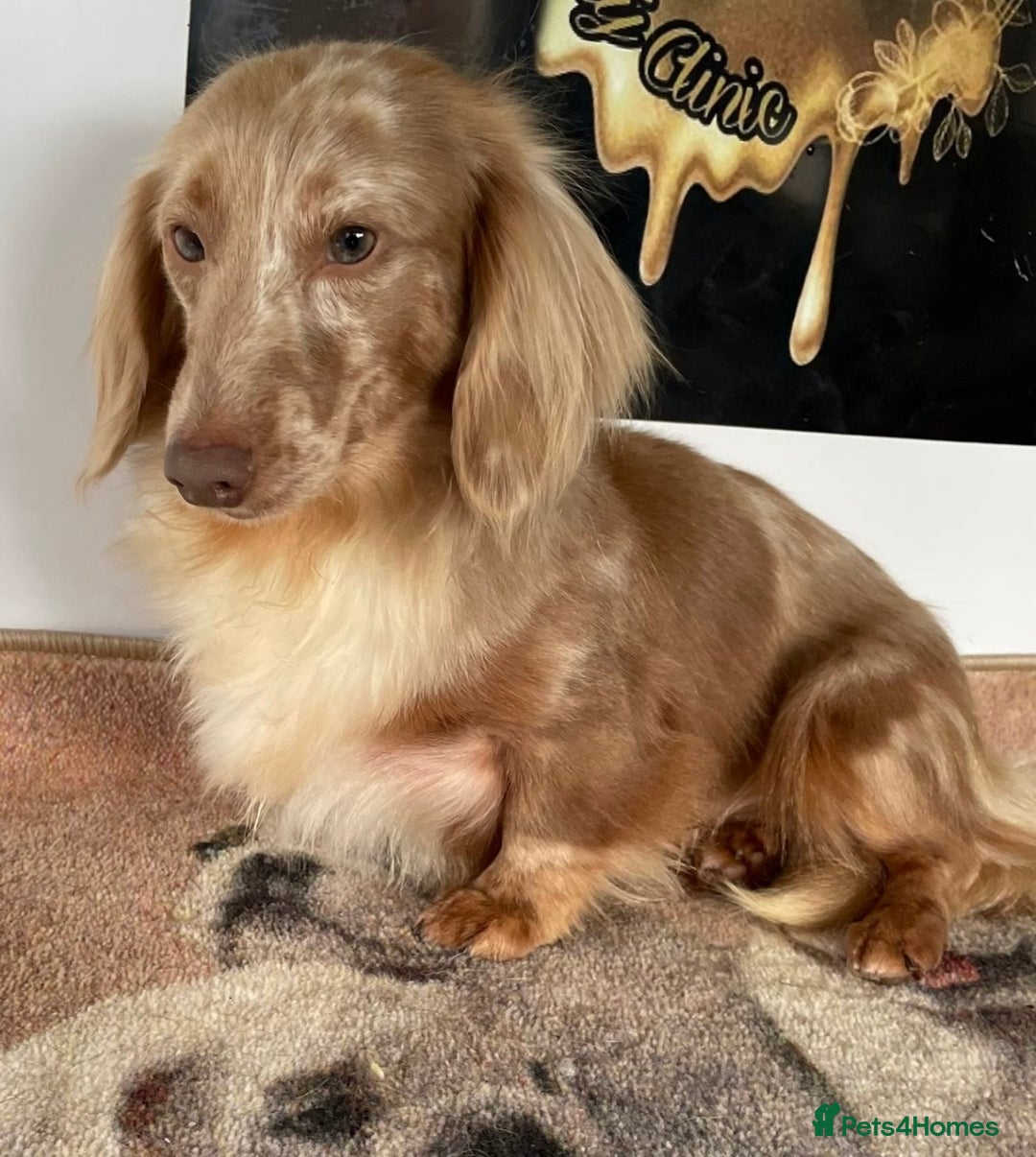 Miniature Dachshund dogs for sale: Stunning Kc Reg Long Hair Mini Dachshund puppies  - Image 14
