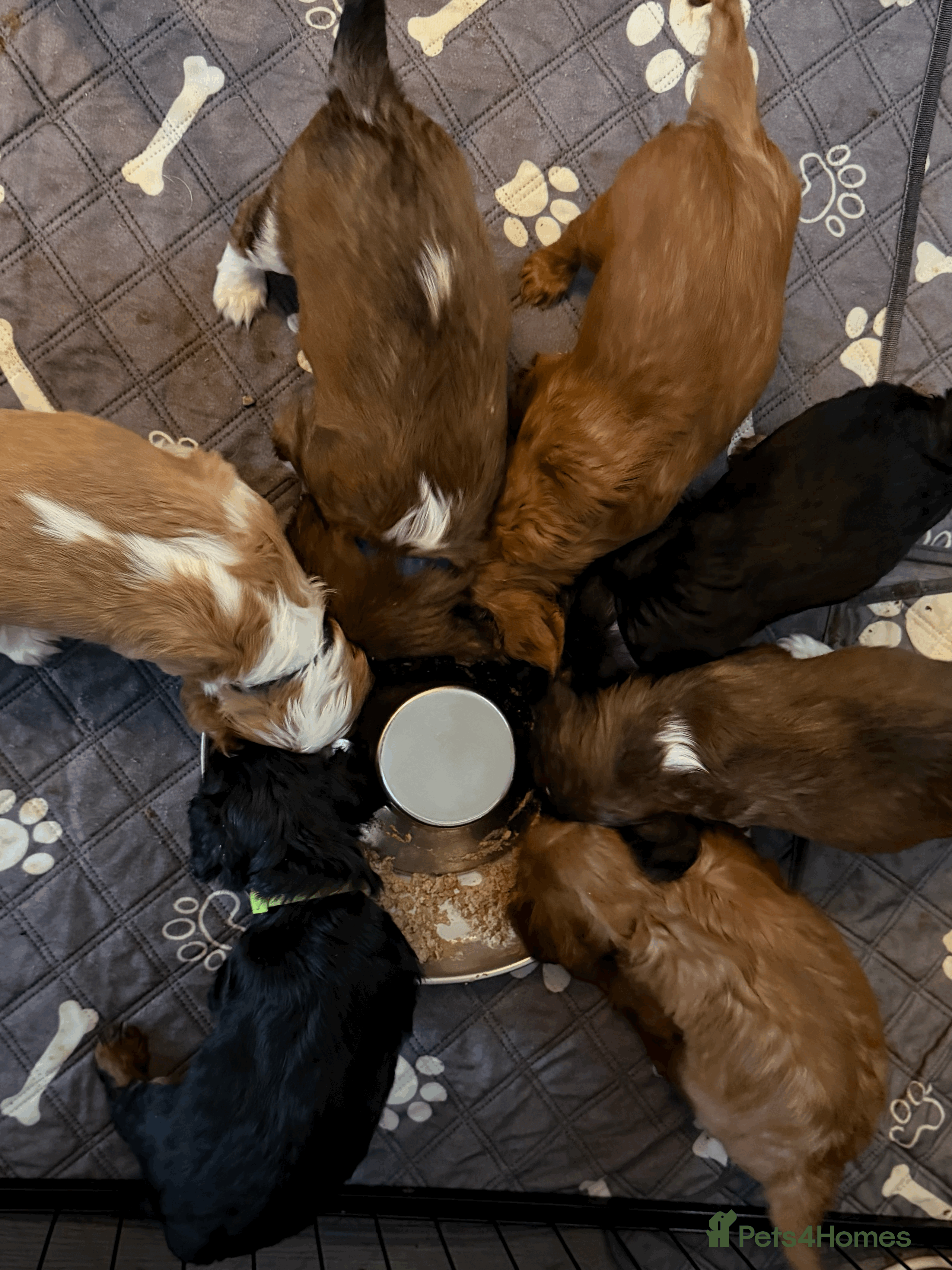 Cavalier King Charles Spaniel dogs Cavalier King Charles Spaniels Puppies for sale - Advert 5