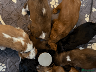 Cavalier King Charles Spaniel dogs Cavalier King Charles Spaniels Puppies for sale - Advert 5