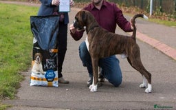 Boxer dogs for sale: Champion sired Lovely  Boxer Puppy Available  - Image 8