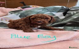 Cavapoo dogs for sale: Gorgeous Health Tested Cavapoo F1B Puppies - Image 8