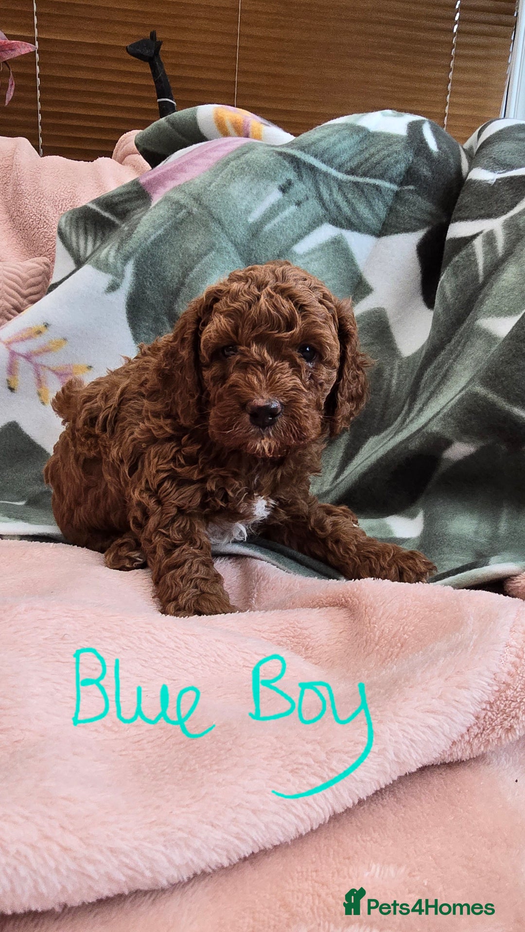Cavapoo dogs for sale: Gorgeous Health Tested Cavapoo F1B Puppies - Image 8