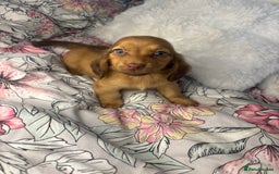 Miniature Dachshund dogs for sale: Ready to leave Miniature dachshunds - Image 1