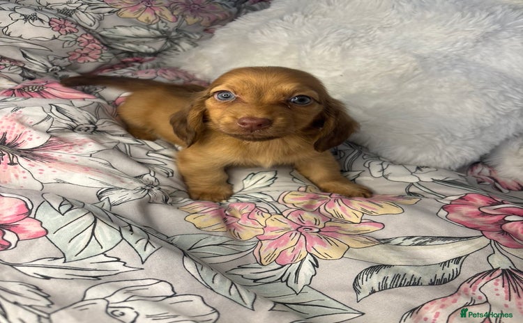 Miniature Dachshund dogs - Advert 1