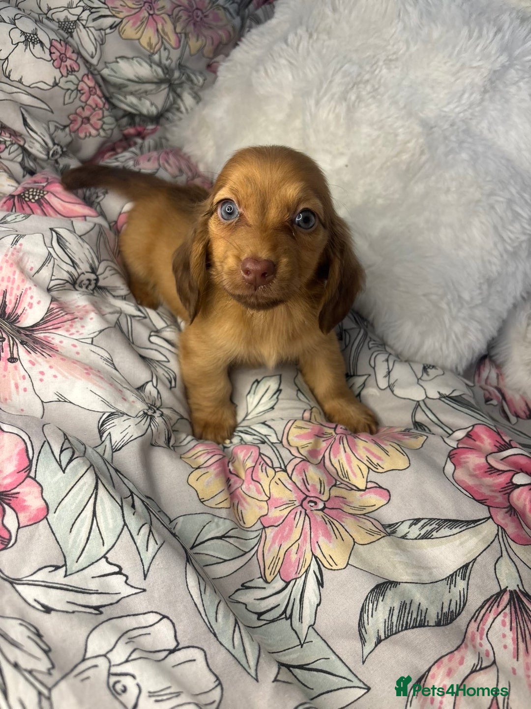 Miniature Dachshund dogs for sale: Ready to leave Miniature dachshunds - Image 1