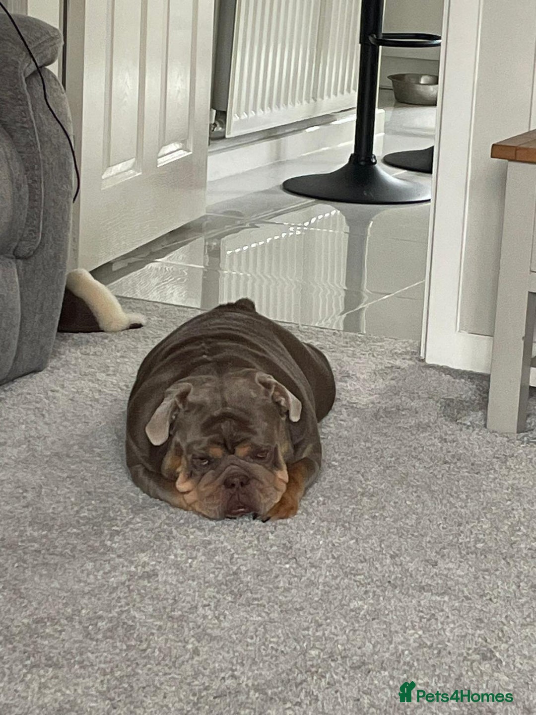 English Bulldog dogs for sale: 2 year old female bulldog - Image 3