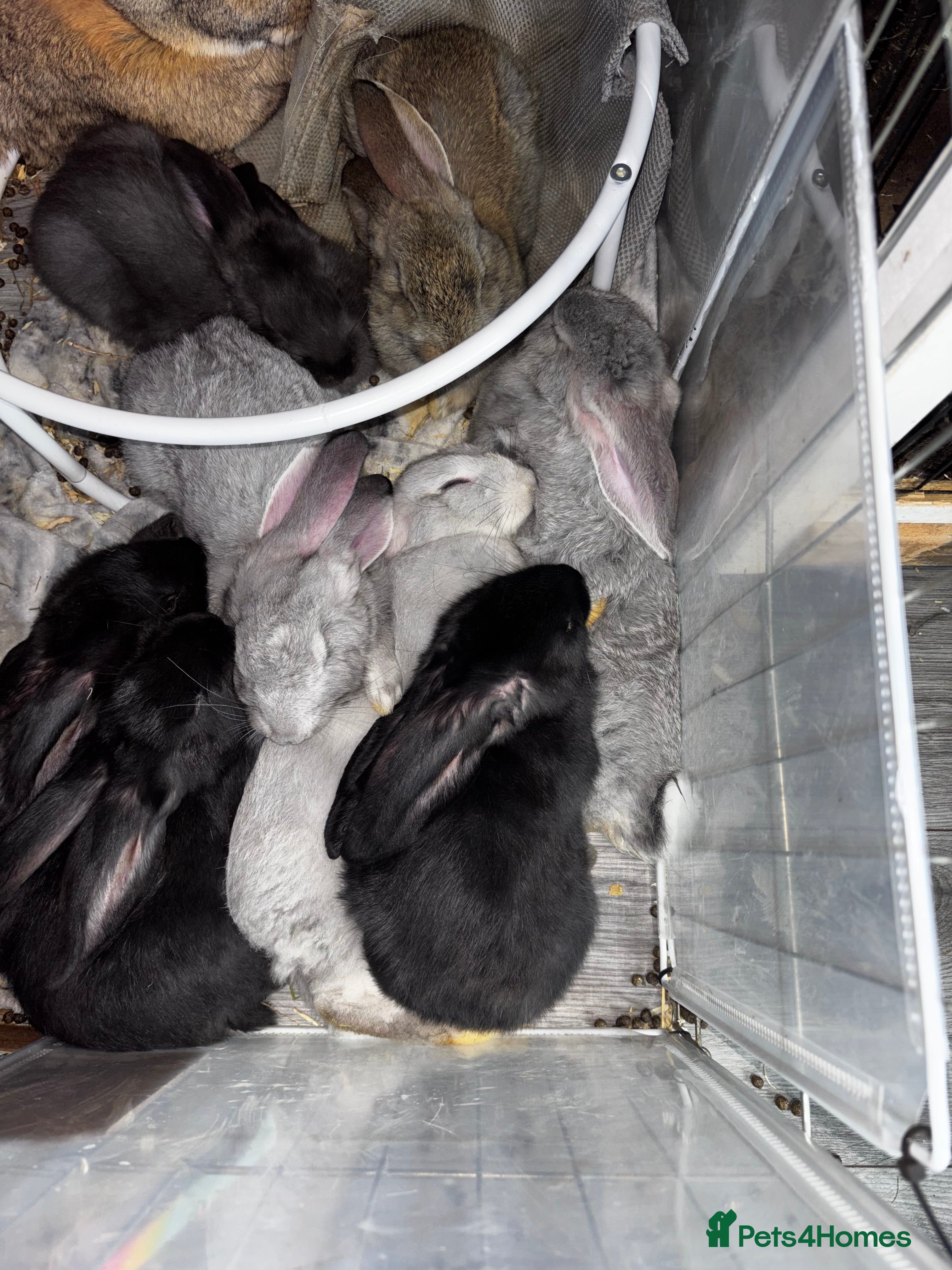 Continental Giant rabbits GERMAN GIANTS (continentals) 8 kits available  - Advert 5