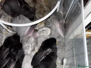 Continental Giant rabbits GERMAN GIANTS (continentals) 8 kits available - Advert 5