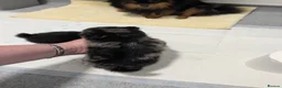 Pomeranian dogs for sale: Pedigree Pomeranian puppy's  - Advert 17