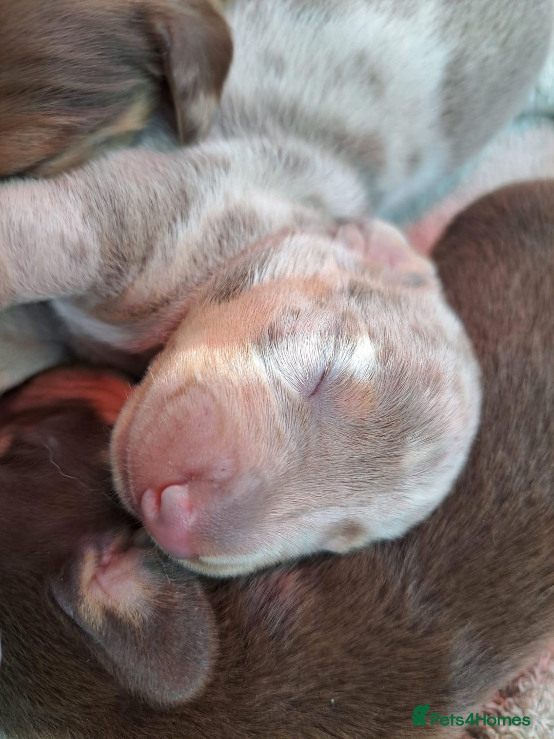 Miniature Dachshund dogs for stud: miniature dachshund stud  in Pontypridd - Advert 14