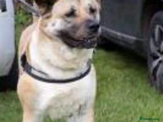 Akita dogs Missy in Worksop - Advert 5