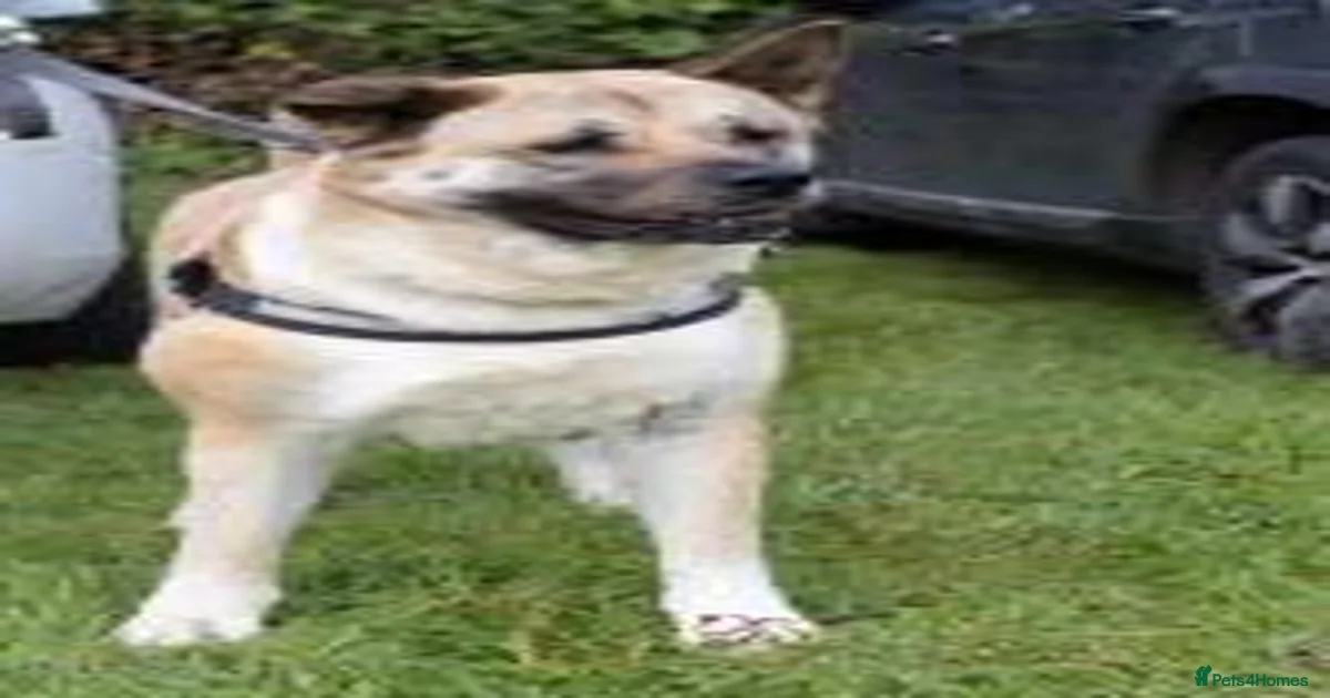 Missy for adoption in Worksop | Pets4Homes