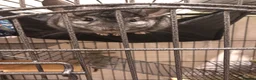 Chinchilla rodents for sale: Male Chinchilla + Cage setup for sale  - Advert 5