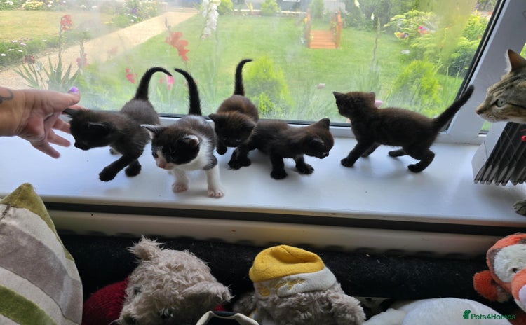 Mixed Breed cats - Advert 11