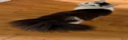 Turkish Angora cats for sale: Beautiful long haired kittens in Johnstone - Advert 5