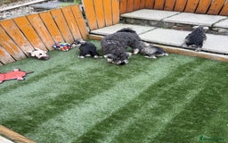 Miniature Schnauzer dogs for sale: Stunning litter of Miniature Schnauzer pups - Image 2