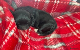 Shihpoo dogs for sale: 5 star rated Toy shihpoo puppies - Image 9