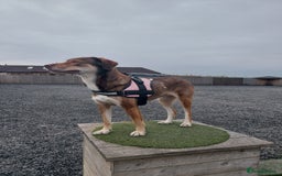 Mixed Breed dogs for sale: 6 year old mix breed  - Image 2